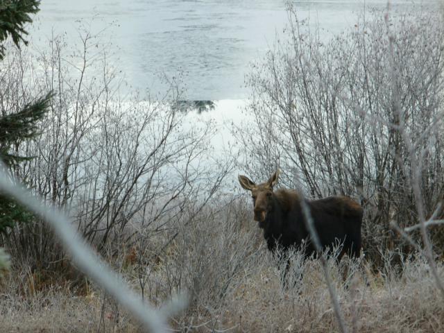 2010-11-03__09__Moose.jpg